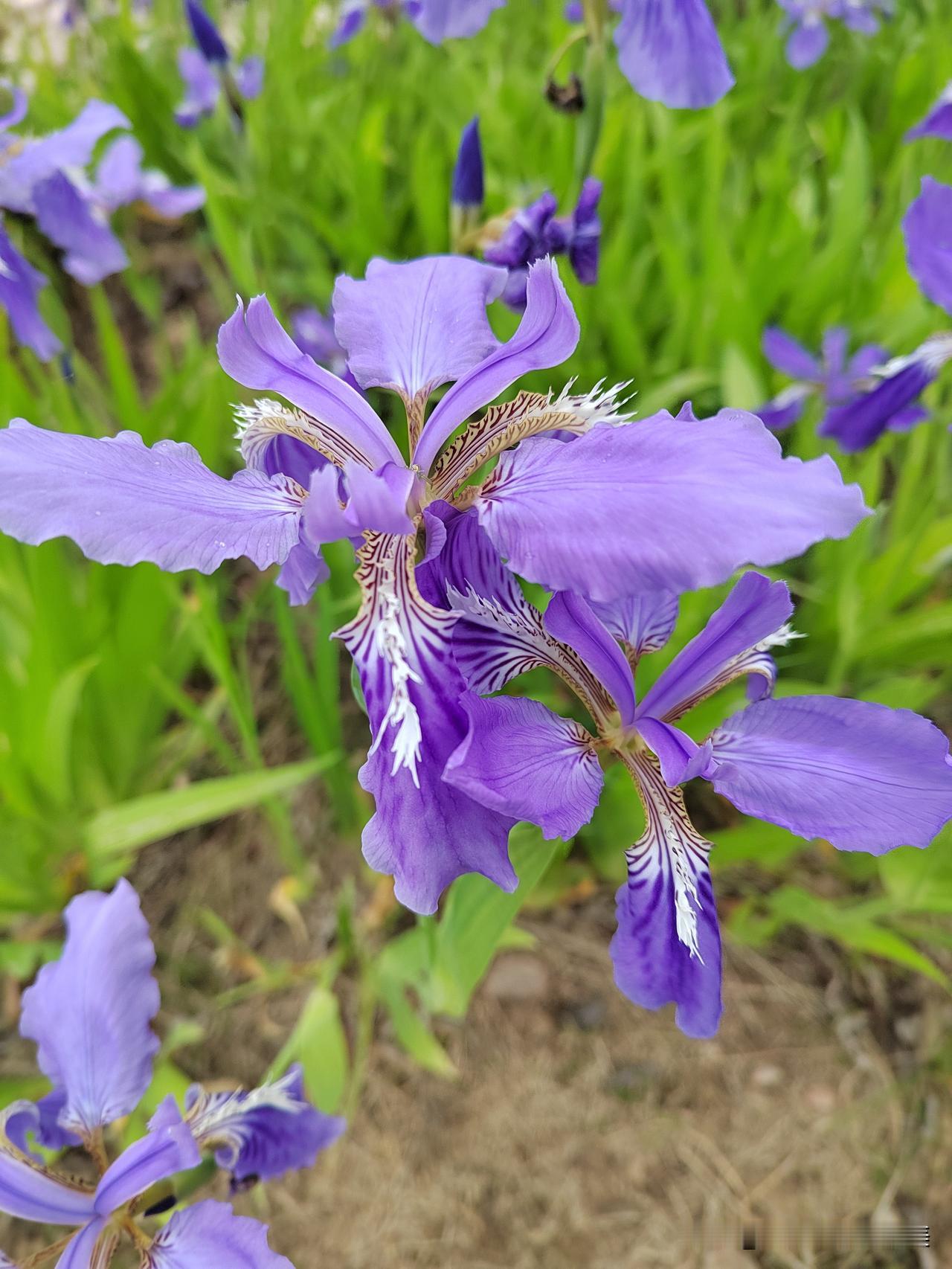 分享一下你随手拍的照片今天上班出来有点早，我就特地绕路多走了会。结果真的是惊艳大