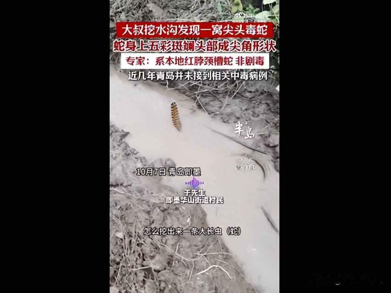 青岛村民拍到五彩长蛇，全网炸锅说有毒，专家却说它根本咬不伤人10月7号，青岛