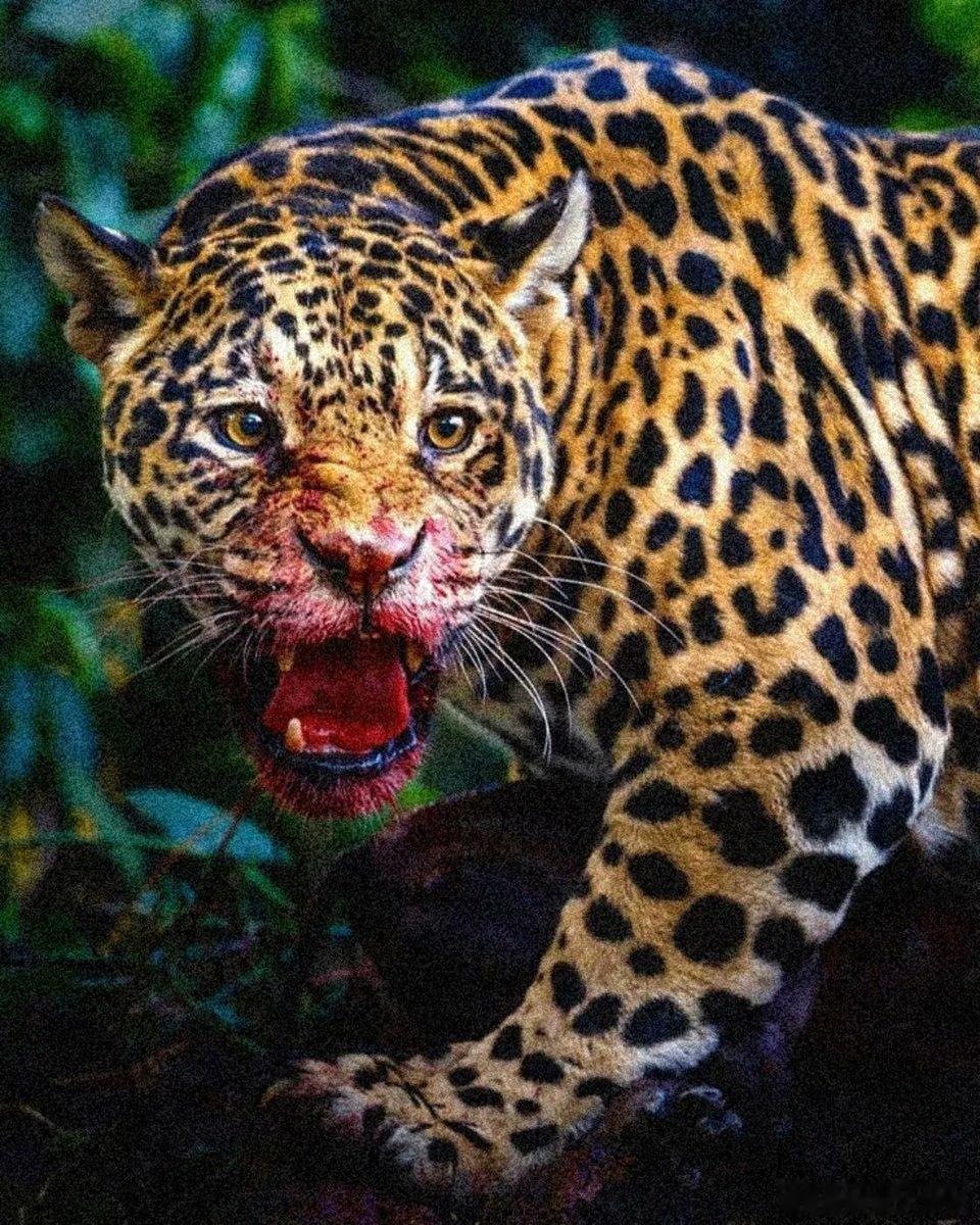 Dangerlooklepord现在你们已经学会怎么区分猎豹、豹、美洲虎了吧