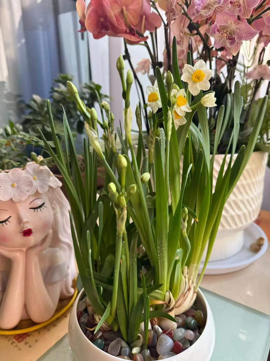 上次离苏回宁栽培的水仙花，这次回苏看到了花的魅力，适时开花颇为欣喜[微笑][点赞]