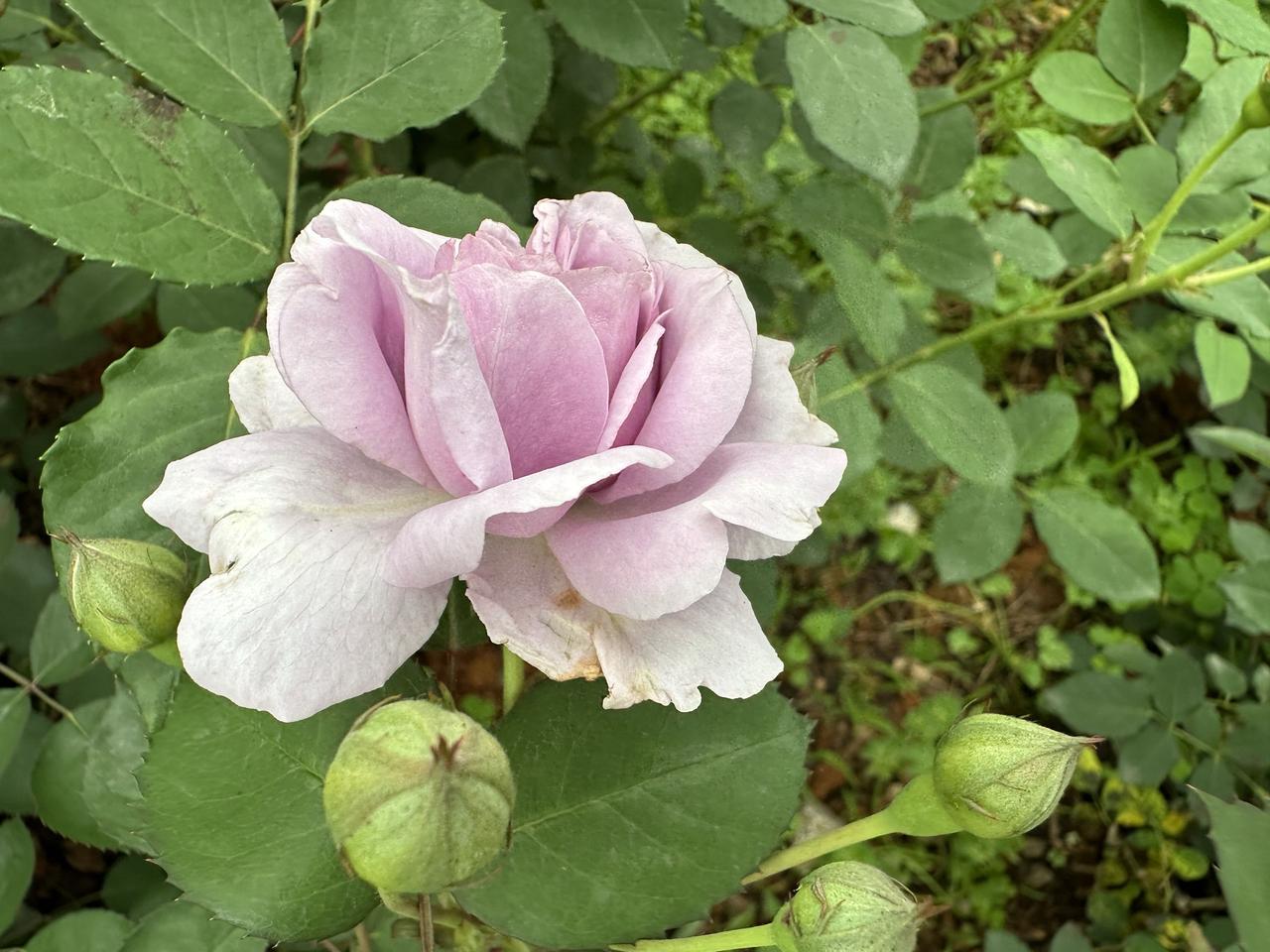 我是中国移动22年的老客户，​2020年开始开通了每月¥30的宽带费，​如果不交