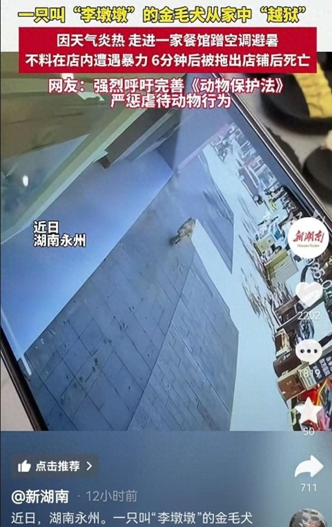 湖南永州金毛犬被餐馆拖打致死，真相与责任如何厘清？