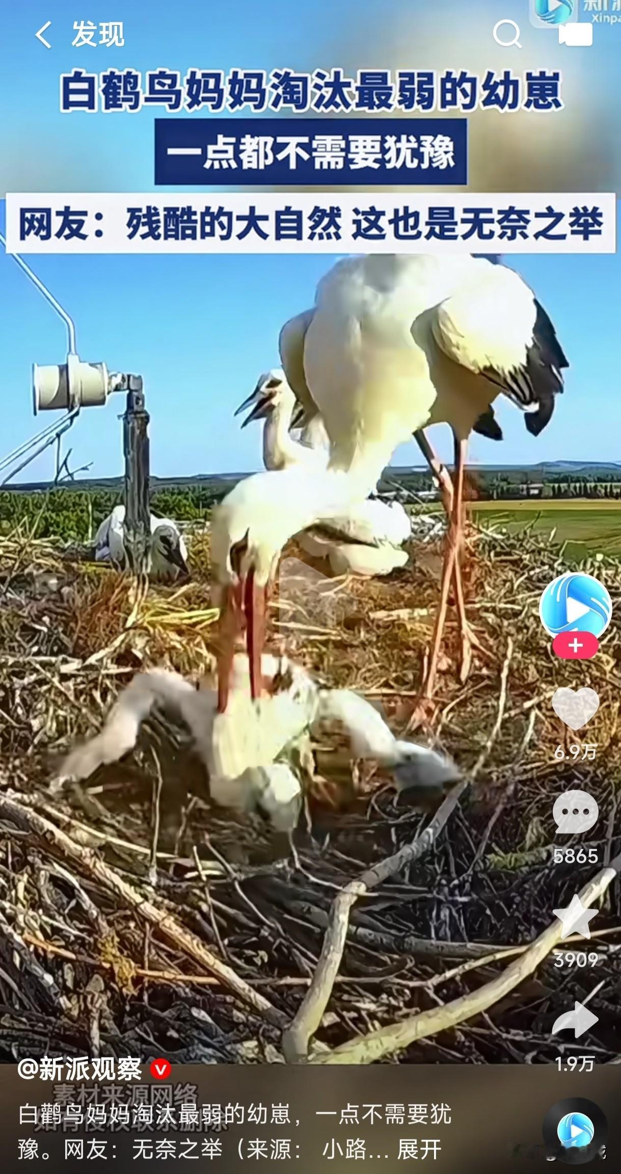 在这个弱肉强食的丛林法则里，世间任何事物都是强者生存弱者淘汰，就连动物界的白鸽鸟