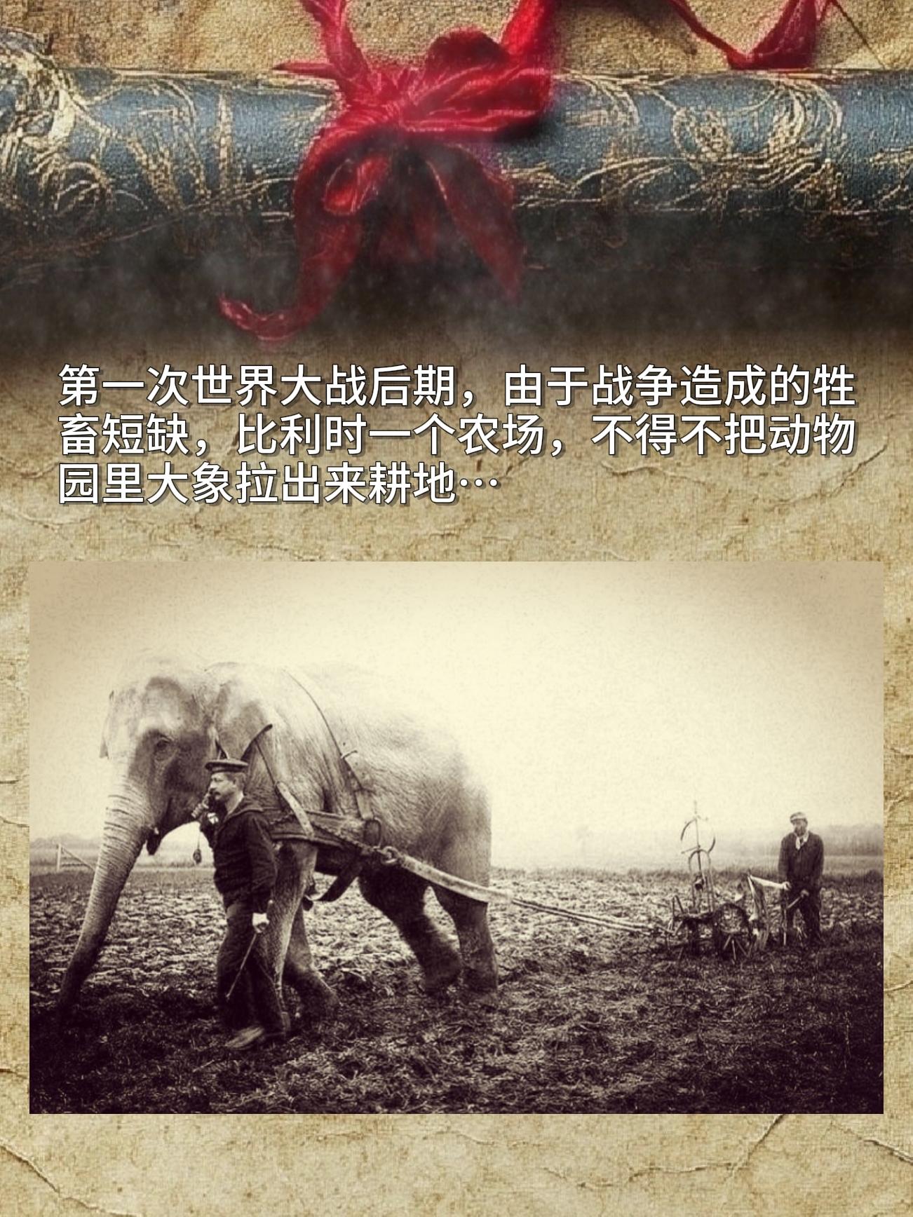 第一次世界大战后期，由于战争造成的牲畜短缺，比利时一个农场，不得不把动...