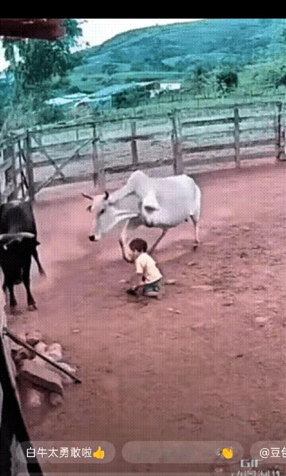 太让人动容！两三岁幼童在院内玩耍，黑牛突然发狂直冲孩子袭来。危急时刻，旁边的白牛
