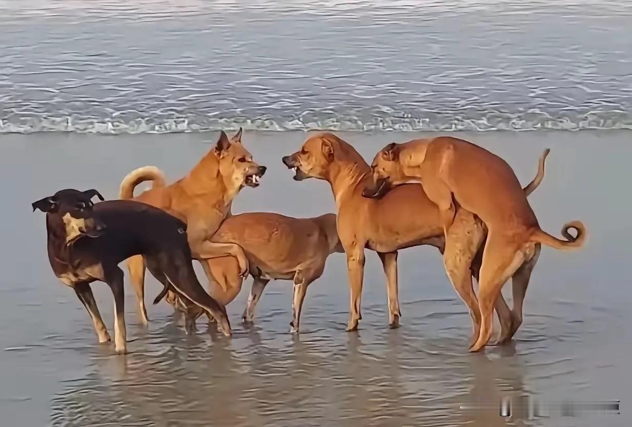狗狗的快乐就是这么简单！不过，貌似那只阿黄有点痛苦啊。凭什么大家都是出来耍的