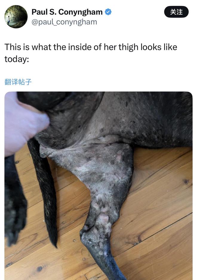 程序员用AI手搓疫苗抢救患癌爱犬, 马斯克等大佬点赞