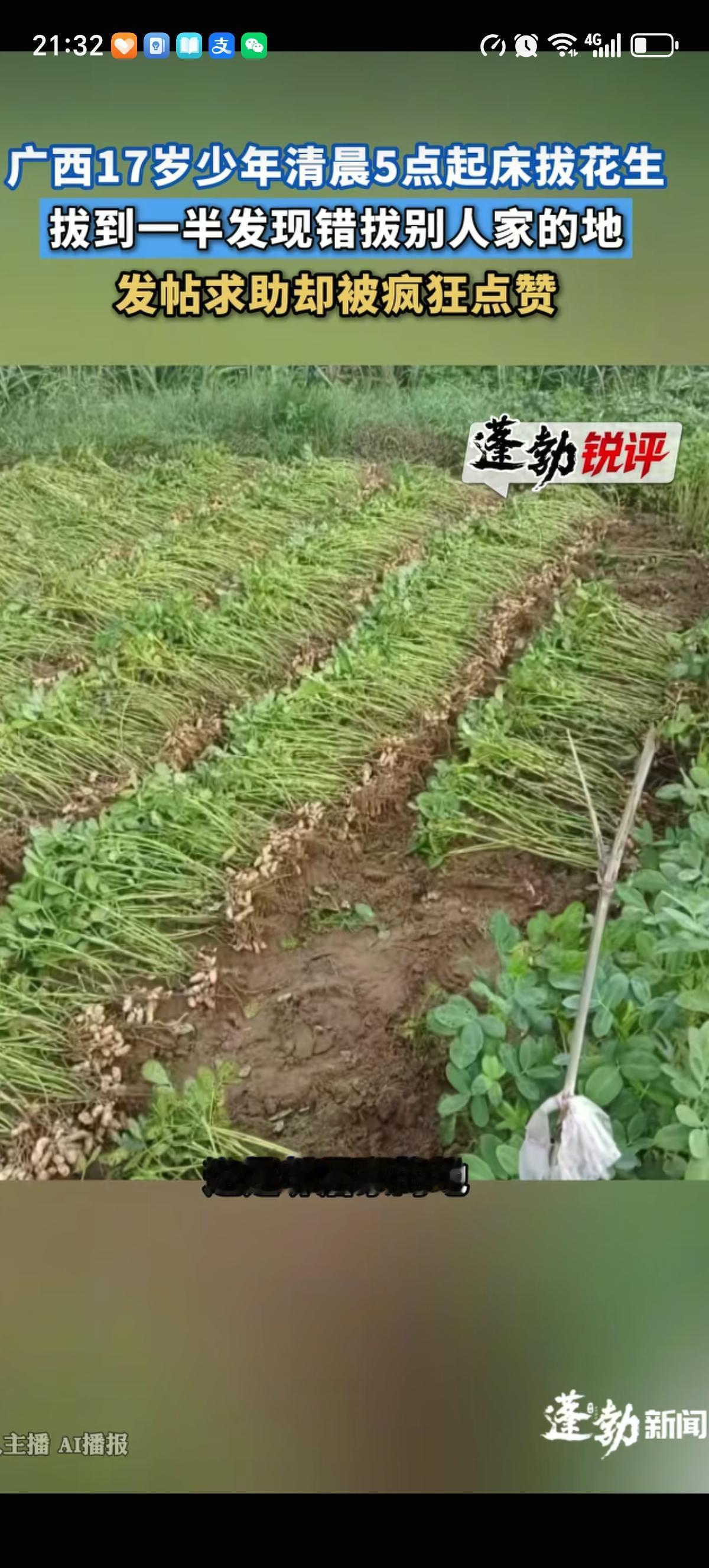 广西贵港17岁的小伙子5点被妈妈叫起来拔花生，地里的花生拔了一半了才发现弄错了，