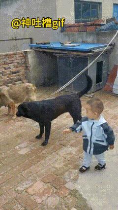 维护小主人安全的黑狗：黄狗拴在绳子上，准备要生了，情绪可能不太稳定，小男孩想要去