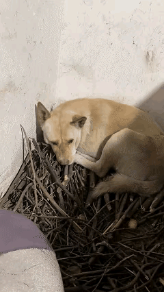 万物皆有灵！重庆，一女子的亲戚骤然离世，她去亲戚家收养他留下的狗狗，谁知，当她来