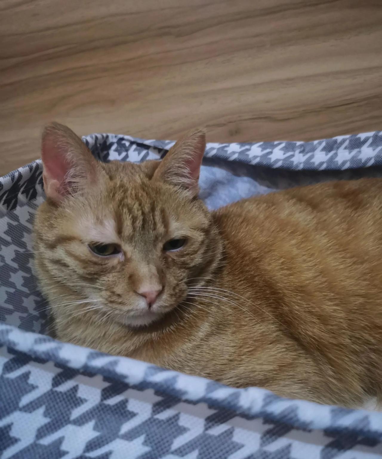 该休息了，再别看手机了，要像我们家猫咪一样，早早的就睡觉[害羞]白天睡了一天，