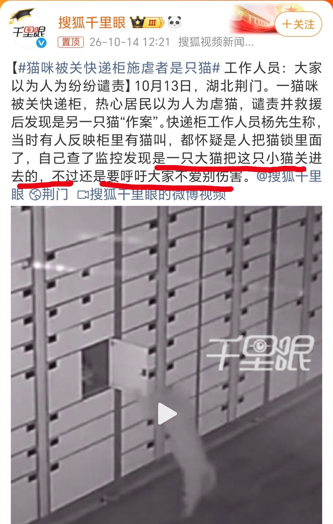 猫咪被关快递柜施虐者是只猫？猫干的，人反思什么。​​​