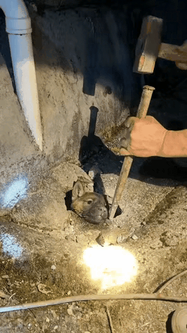 谁能不被这只呆萌小狗逗得开怀大笑！湖南一位大叔发现自家狗狗莫名失踪