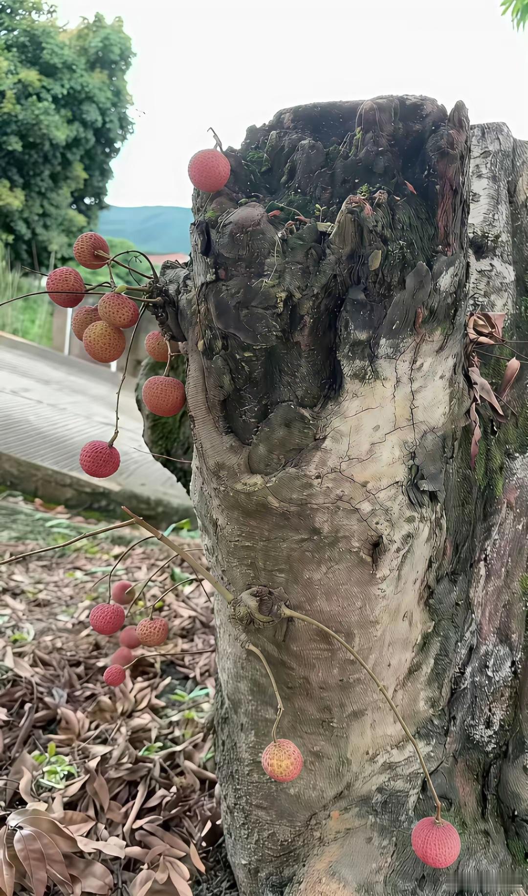 广东惠州，一棵报恩的荔枝​​​