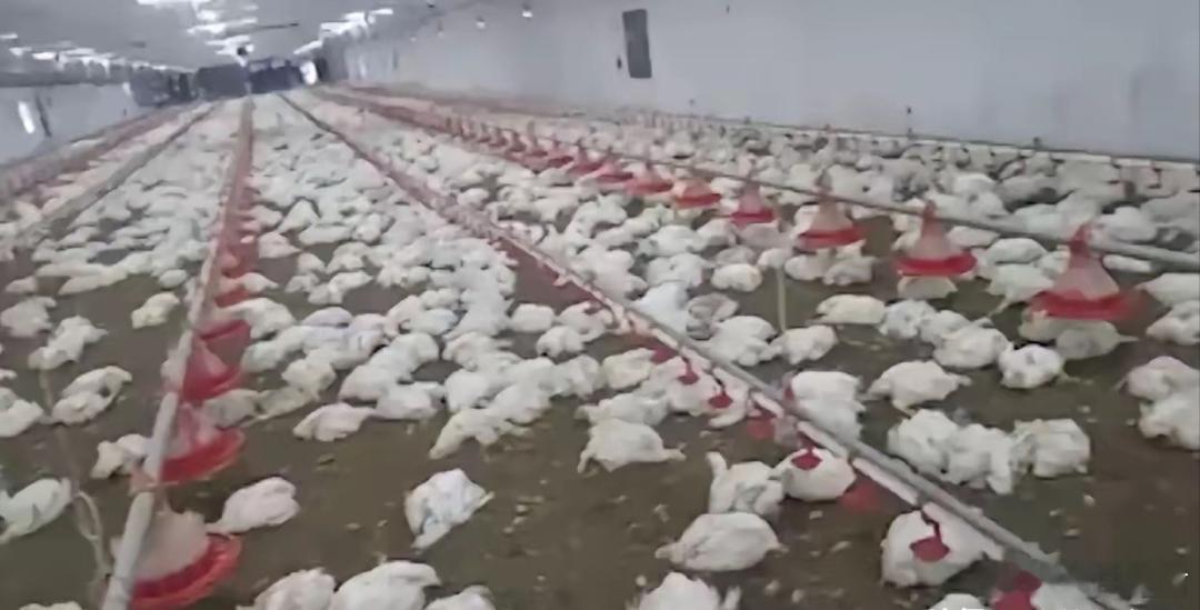 在缺水缺电酷热中煎熬的印度，强行上马芯片产业，把印度民生推向火坑近日，印度总理莫