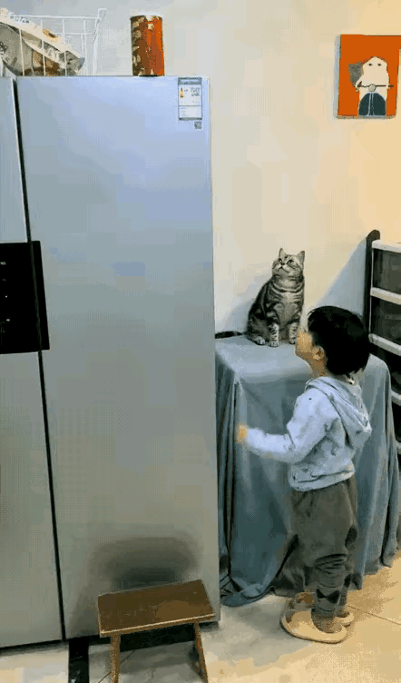 有懂行的解释一下，这猫咪真的有这样听话嘛？猫咪萌萌哒