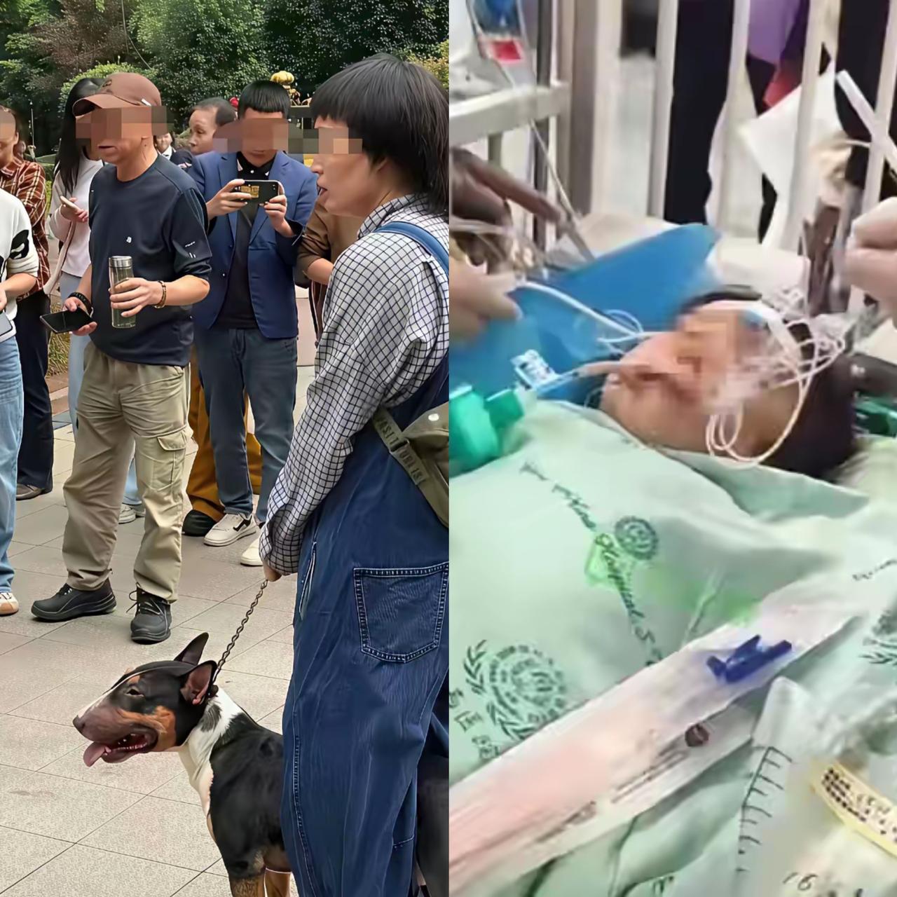 眉山这起狗伤人事件，我专门查了迷你牛头梗。看着个头不大，鹅蛋脑袋、直立耳朵，肌肉