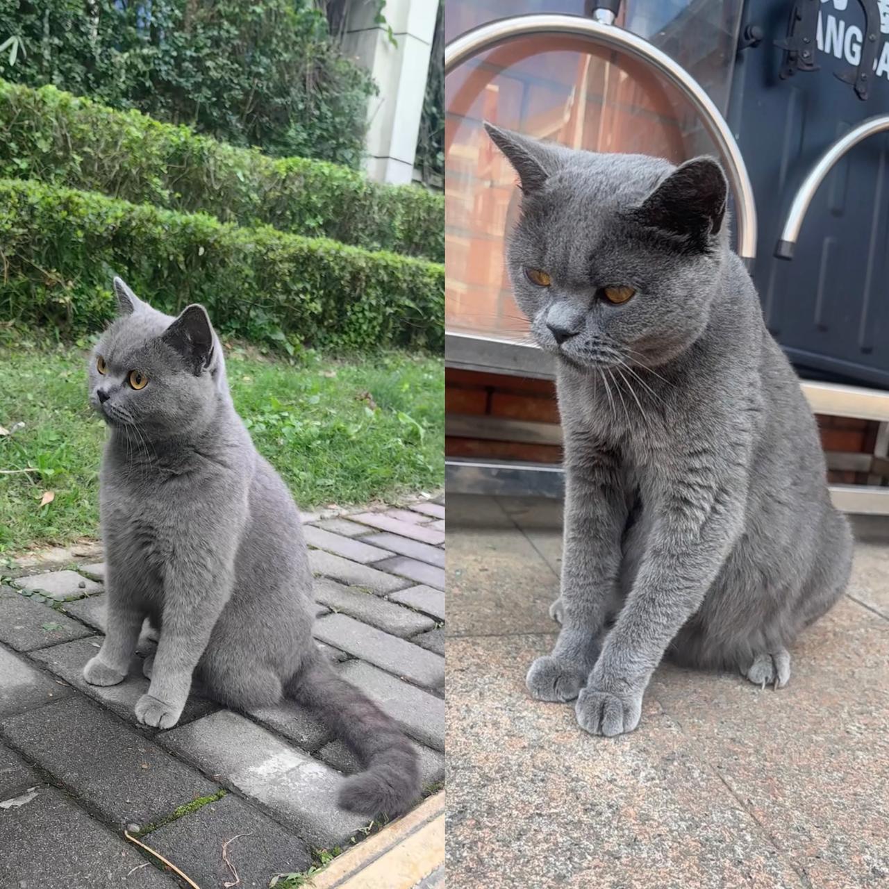 别再说“流浪猫”，它们可能只是暂时迷路的宝贝谁能想到，如今连养