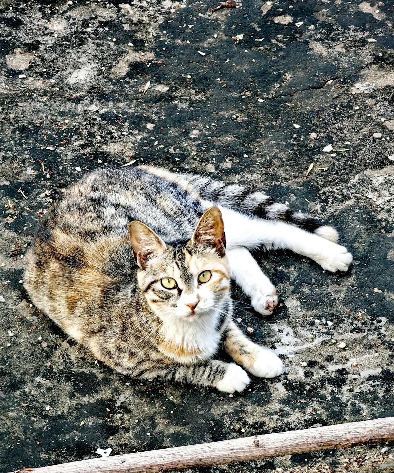 千佛山上有很多猫，大多数都是常见的奶牛猫、狸花猫、橘猫、简州猫等田园猫品种，它们