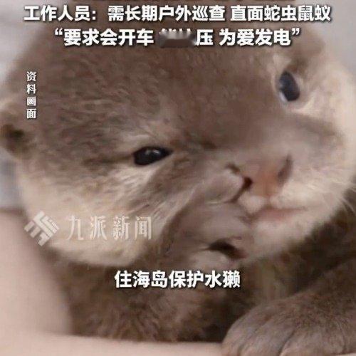浙江舟山金塘岛的水獭保护岗位招聘火了，被网友称为“神仙工作”：月薪8千包住宿，宿
