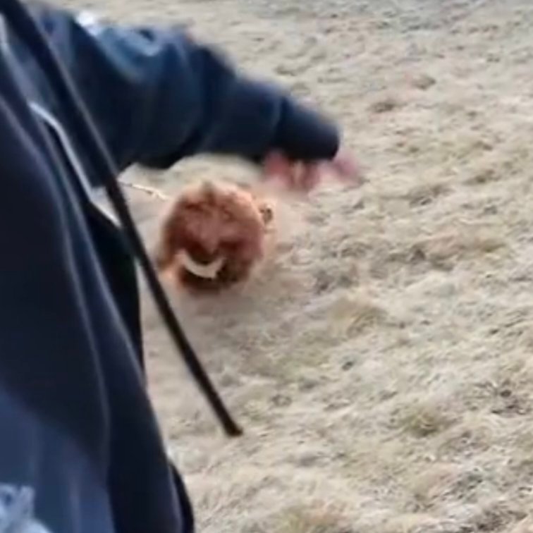 乐乐哥疑似因为太兴奋狗脸啃地