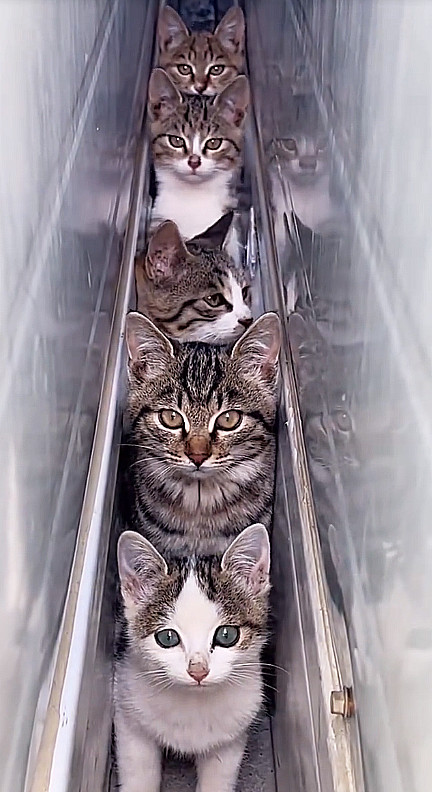 猫猫串，小流浪[笑着哭]第三只，一看就是，长大了要当家做主的那只