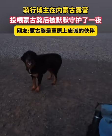 太有灵性了！内蒙古，男子晚上在路边露营，刚搭好帐篷，就发现两只蒙古獒向他靠近，他