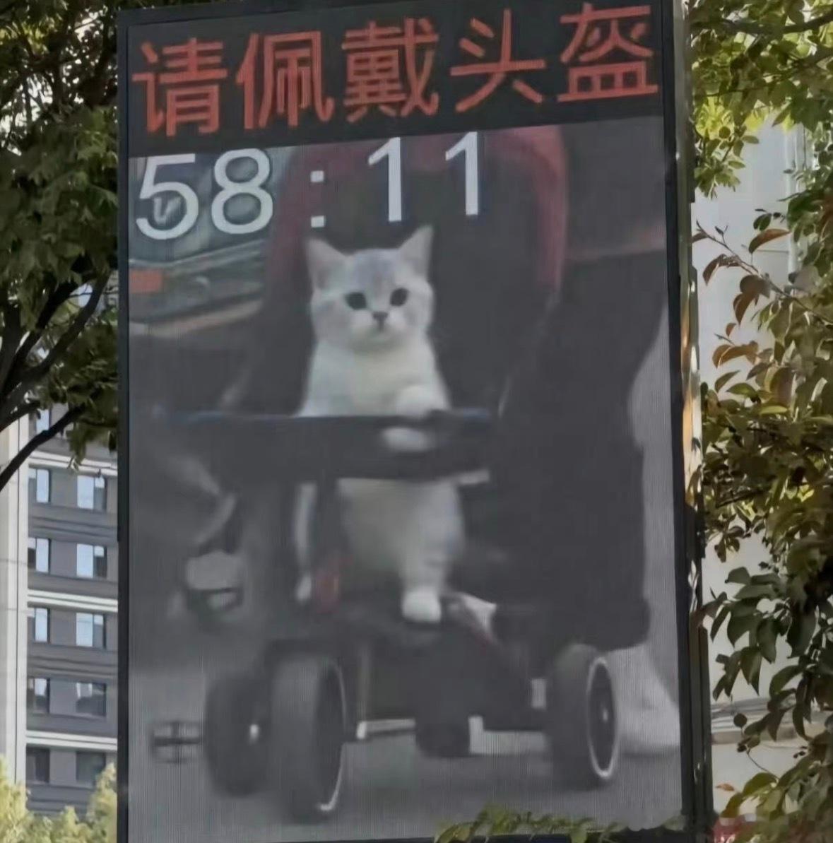小猫：怎么？你要吊销我的人力车驾驶证吗[笑着哭]​​​
