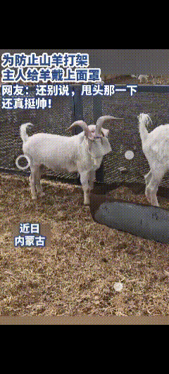 人怎么能够聪明到这种程度，简简单单一招，就能够避免羊和羊不打架。羊往往有攻击性