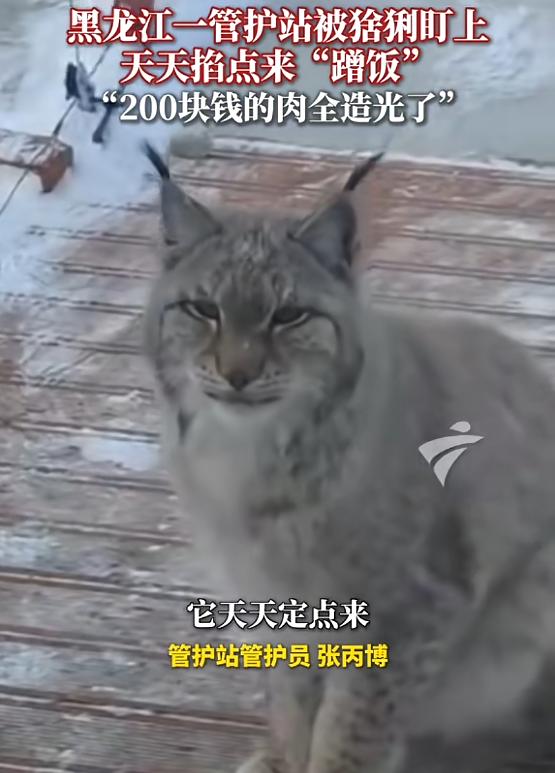 “太有灵性了！”近日，黑龙江大兴安岭，一只猞猁下山觅食，路过检查站时，管护员见它