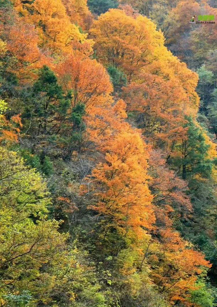 秋天的陕西宝鸡·黄柏塬，是一幅实实在在的长卷风景油画，彩林缤纷绚烂让人挪不开眼。