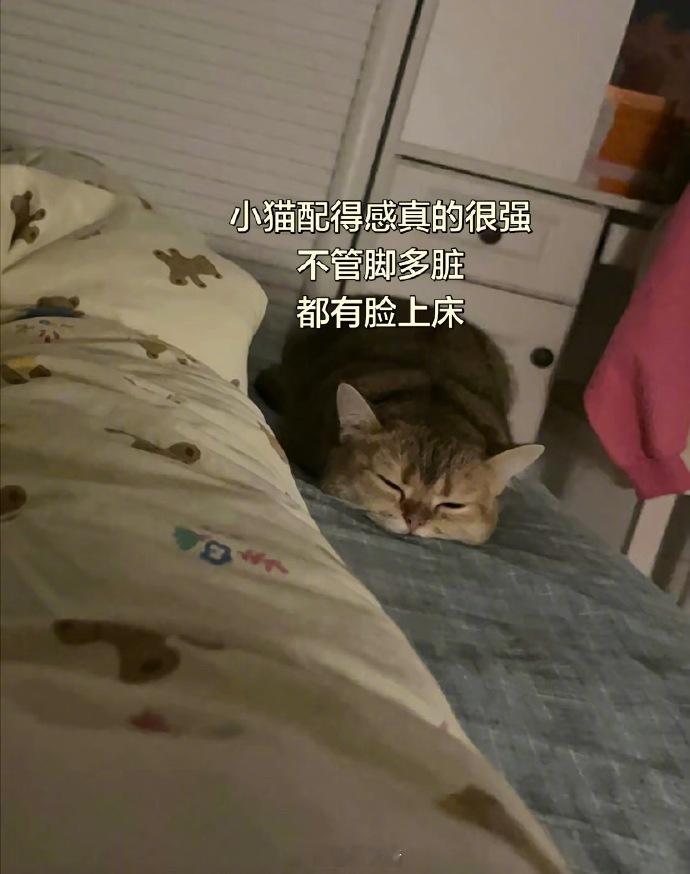 小猫的配得感真的很强