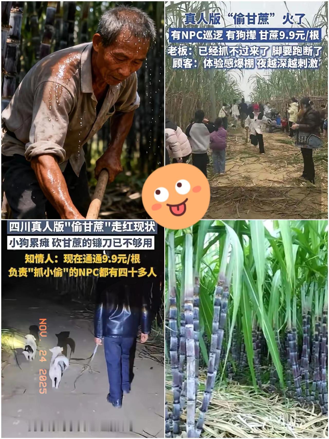 偷甘蔗最近，四川眉山的一个老板种了几十亩甘蔗，但却不好卖，他灵机一动，推出了“