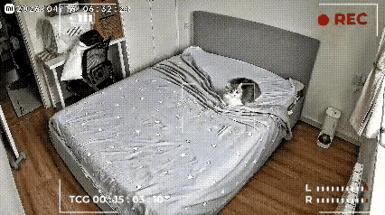 这可真太惊喜了，没想到猫咪竟然也学会了铺床，这肯定是平时女子铺床被猫咪看在眼里，