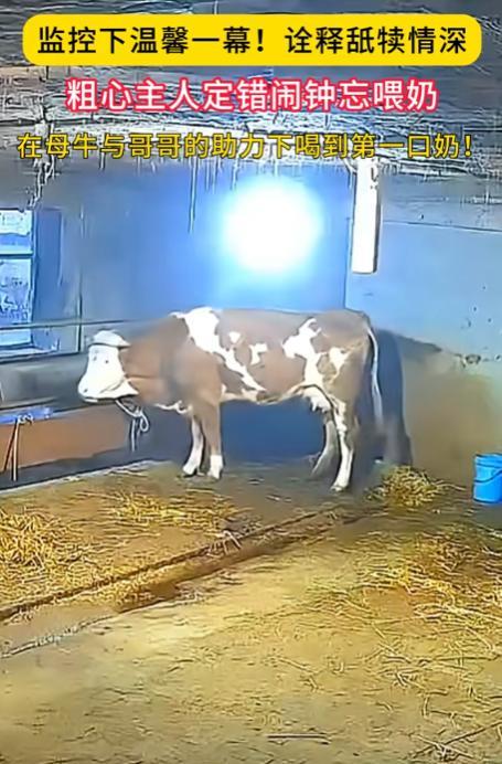 “万物皆有灵性！”黑龙江桦川县，养牛农户订错闹钟，忘记喂刚出生两天的小牛犊很爱，