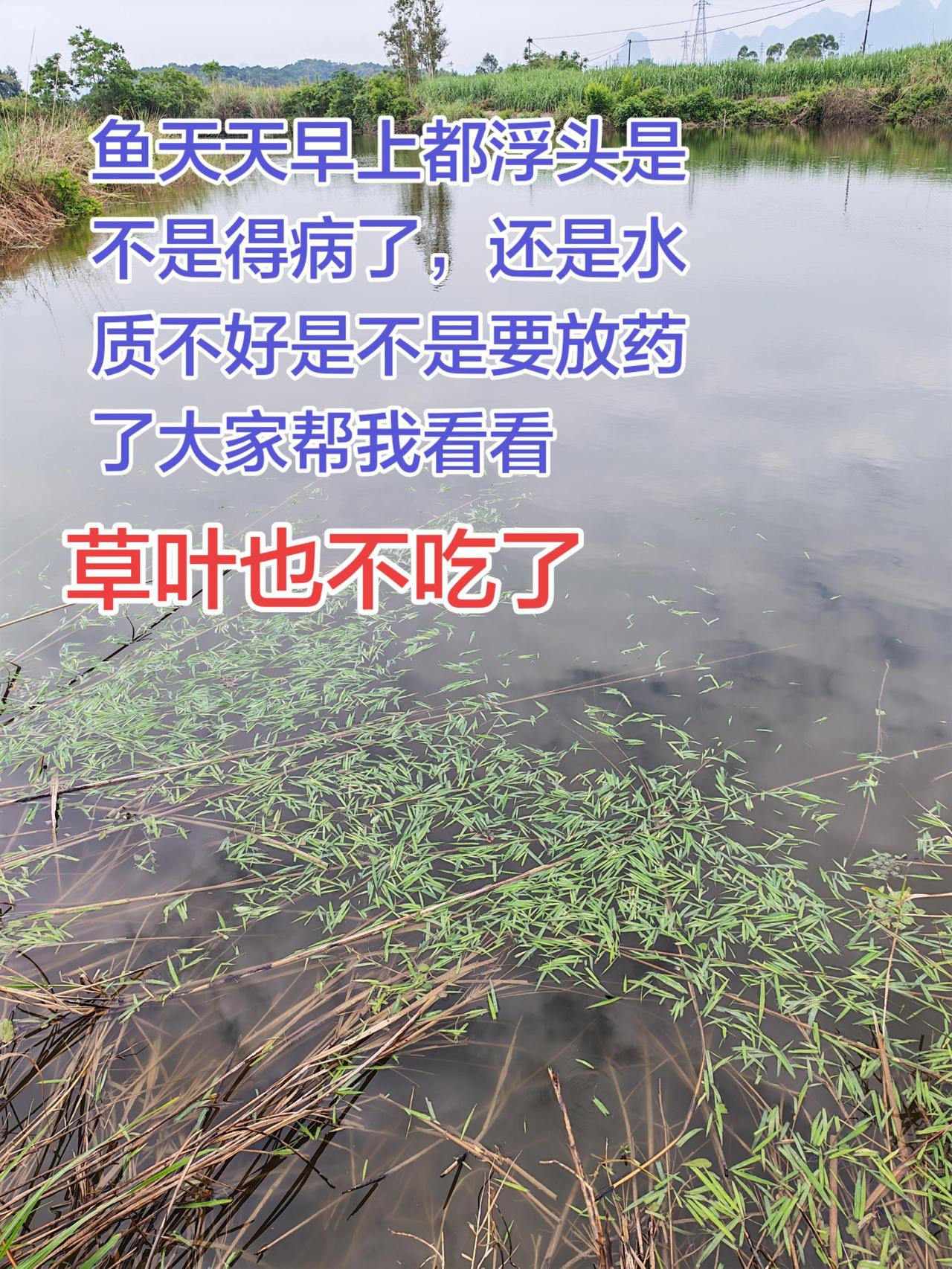 大家帮我看看这个情况怎么办养鱼日记养鱼生活农村