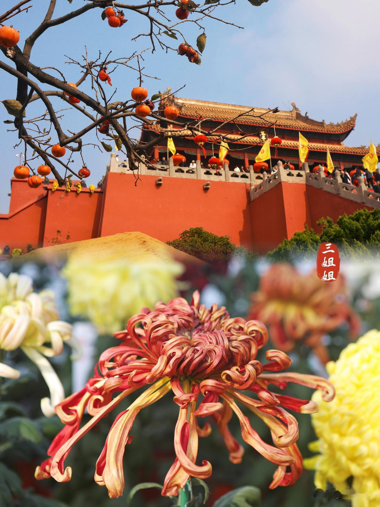 开封菊花已进入盛花期,错过再等一年。今天一早就直奔龙亭公园赏菊拍菊,满园盛开的