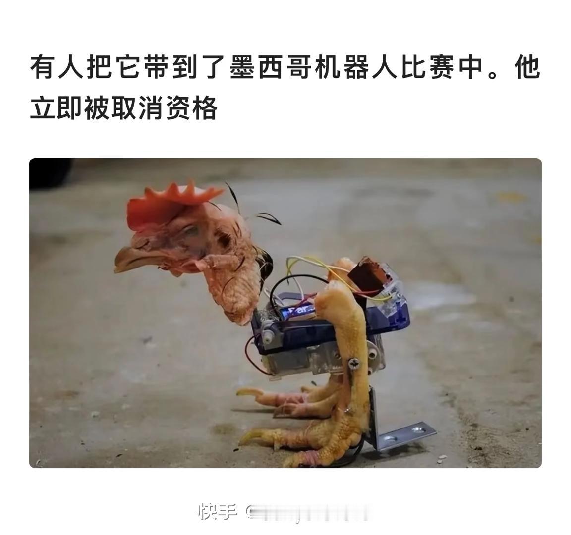 一只不完整的鸡参加机器人比赛，这画面想想就魔幻！就像全运会大湾鸡和机器人百米赛跑
