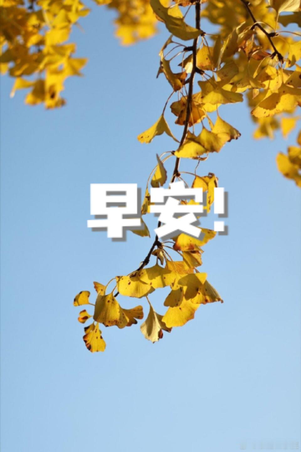 晨光已就位，新一天的好运正等你签收。早安！