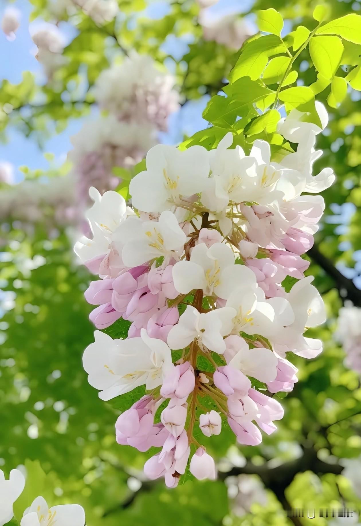 春日里的洋槐花，像一串串垂落的白月光，带着清甜的香气，在绿意里舒展。它不张扬，却