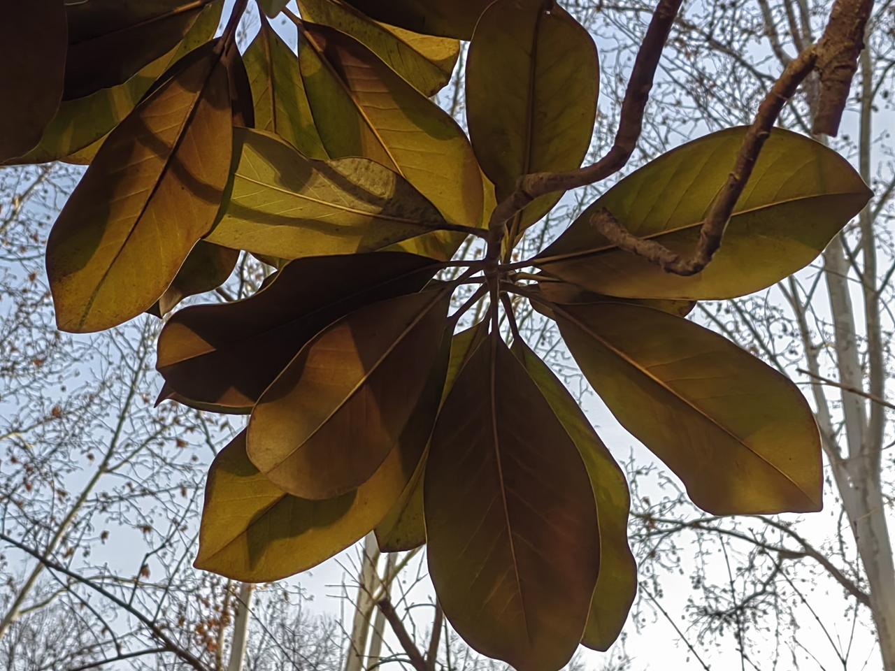 老人讲，上世纪60年代，老家有一亲戚，一到过年就让小儿子给二儿子打电报，说母亲病