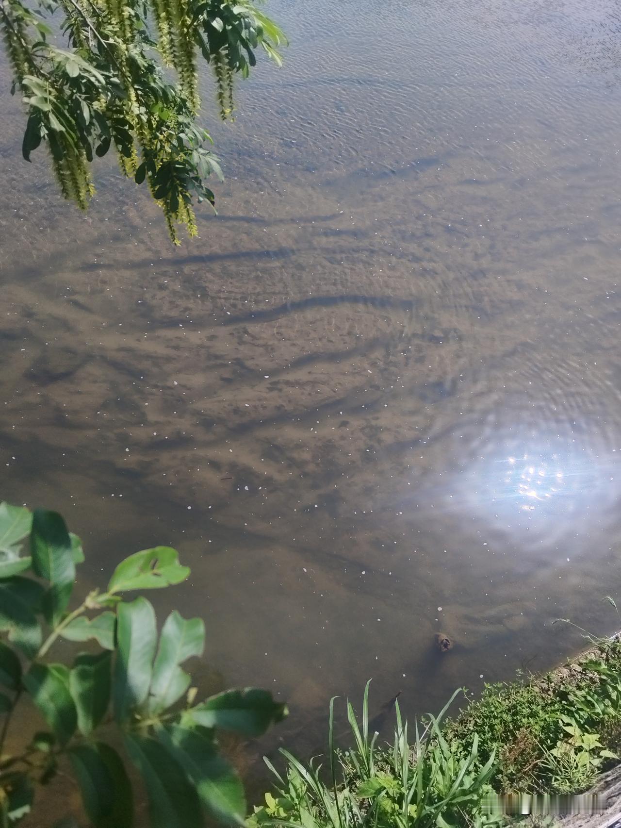 今天突然又想到因胃癌去世的大姐…大姐去世有一年半了，也是胃癌，后来