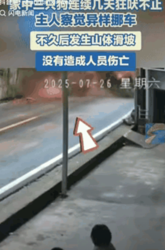 “太有灵性了！”四川，家中三只狗狂叫不止，主人察觉异常挪车，结果，没过多久，就发