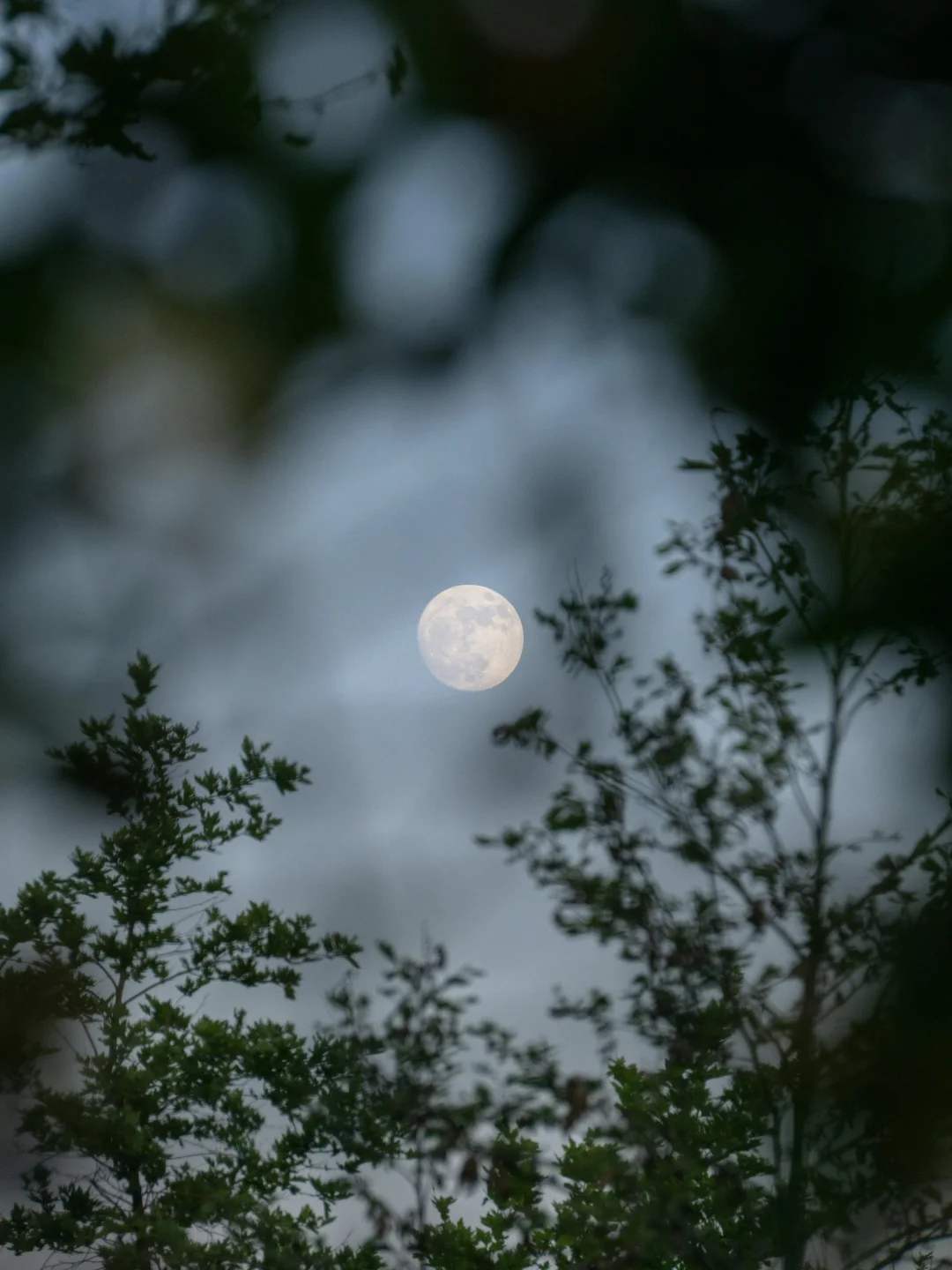 可以交换一张你相册里的月亮吗🌙