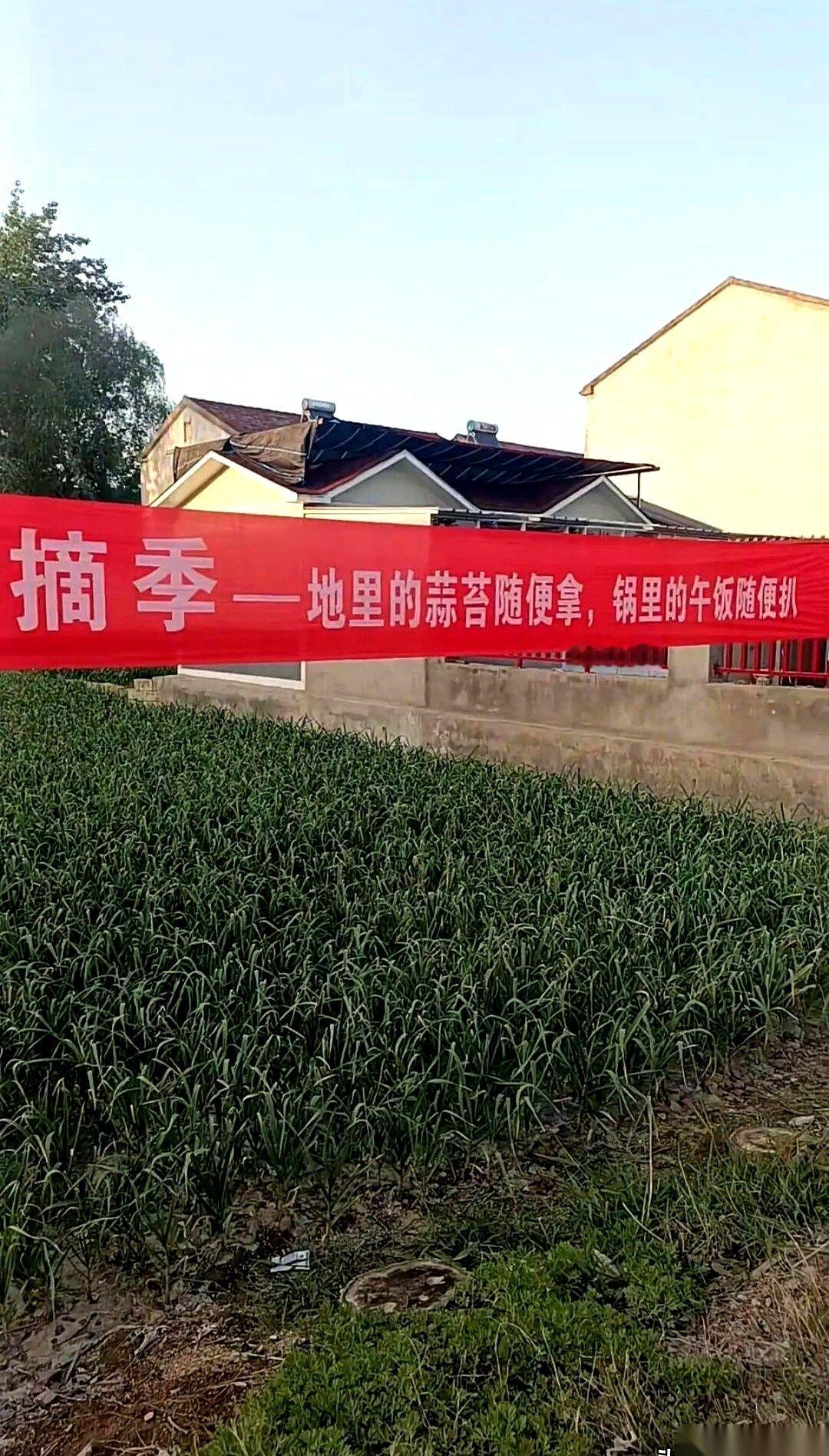 江苏徐州这片100多亩的蒜地，这两天没雇一个工人，反而挤进了一千多个“白嫖”的。