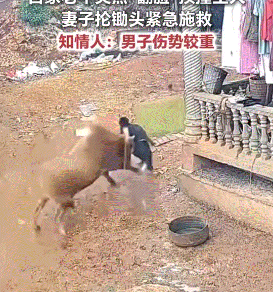 云南，一男子家中养了多年的老牛，平日里都很温顺听话，但这天牛却“牛脾气”上来了，