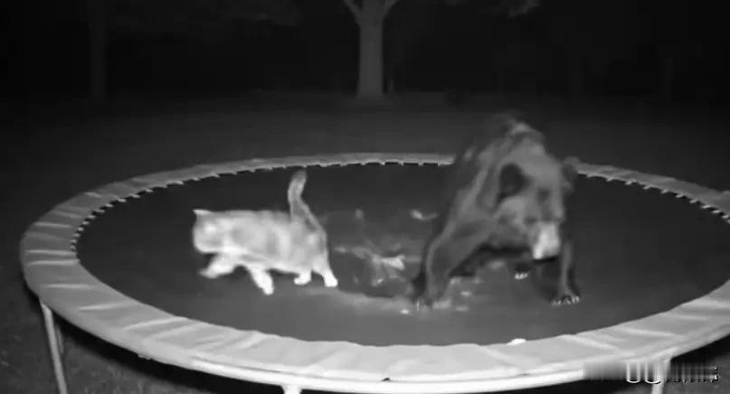 哪想到，又过了几天，这只狸花猫带一只熊回来了。一猫一熊天天在一起玩耍。熊饿了就