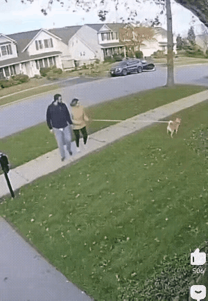 毛孩子已经提前预感到了危险，可惜主人没有注意观察它的行为，养狗时间长的人，都非常