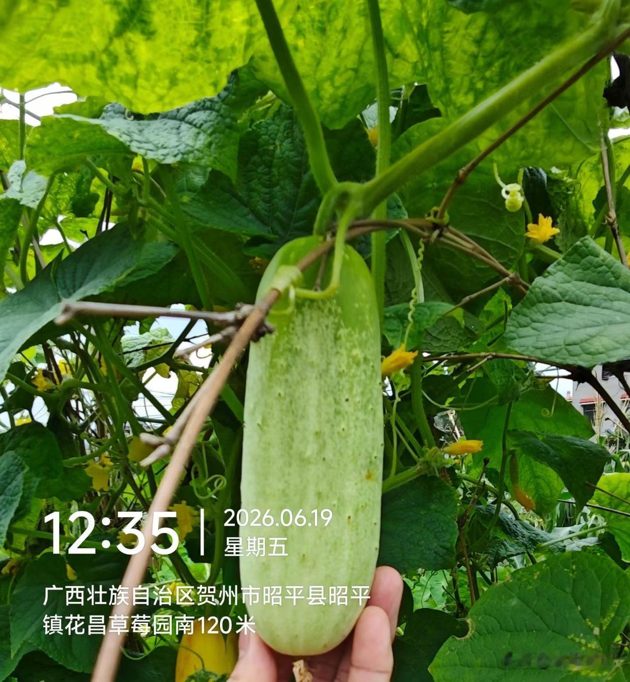 这黄瓜长这么老了才去摘，不知还吃得吗？[呲牙笑]没人管束肆意生长，个头倒是放开