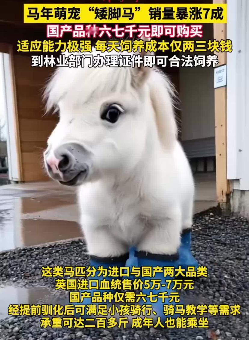 马年“顶流”杀疯了！酷似小马宝莉，矮脚马销量暴涨7成，网友：这是把“卡皮巴拉”挤
